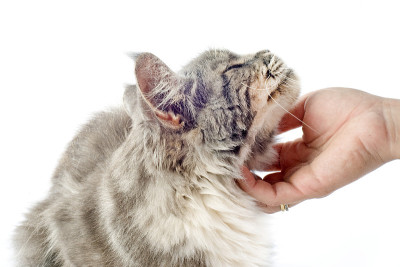 深情的缅因猫