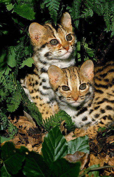 豹猫prionailurus bengalensis, young