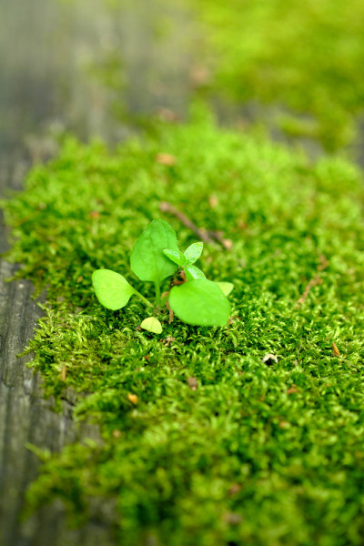新芽与苔藓共存