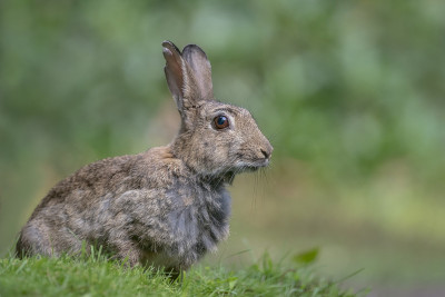 这是一只欧洲兔子(Oryctolagus cuniculus)坐在荷兰北布拉班特的杜宁森林里的特写镜