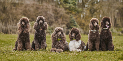 标准贵宾犬户外