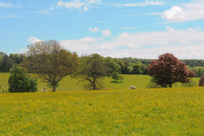 英国德文郡普利茅斯附近Saltram House的毛茛草地