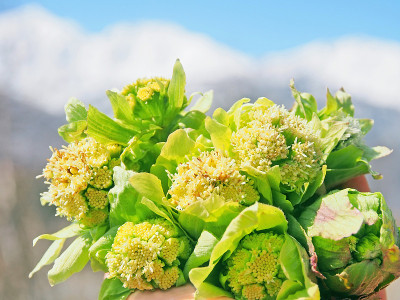 野生植物花束，款冬芽