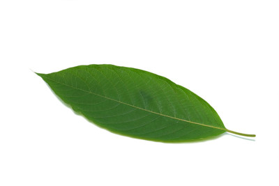 三叶草(kratom)， kratom是泰国草药，鼓励健康。在白色背景上隔离