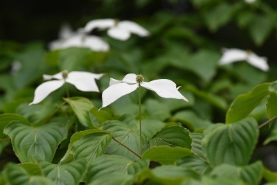 库萨山茱萸花