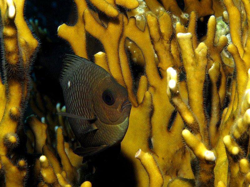 三斑dascyllus trimaculatus