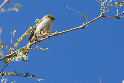 亚利桑那州的Wild Verdin