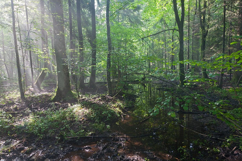 比亚沃维耶扎森林的夏季日出