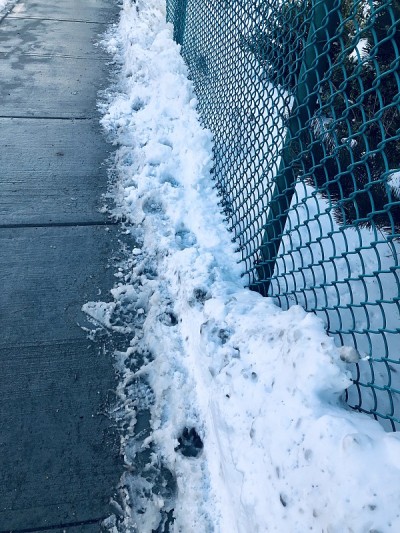 铁丝网旁的雪