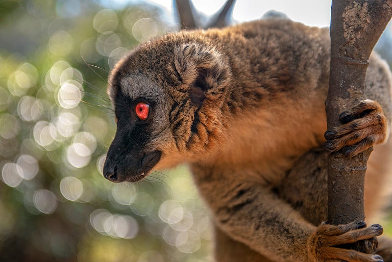 普通棕色狐猴-红色狐猴(Eulemur rufus)，肖像。濒临灭绝,流行. .马达加斯加。