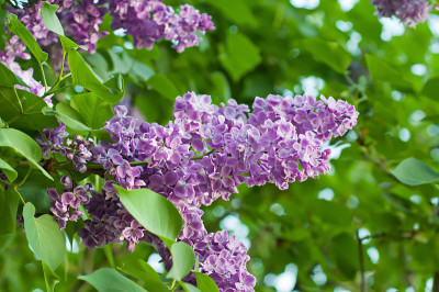 丁香花的树枝