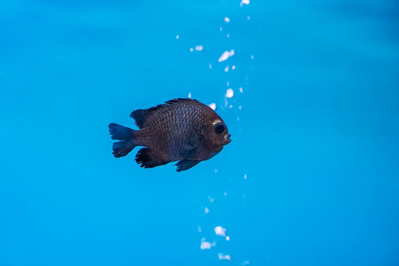 水族鱼缸里的新雕齿鲨