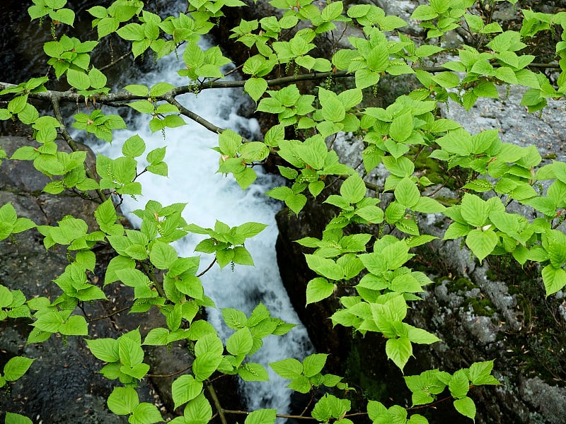 鲜绿枫