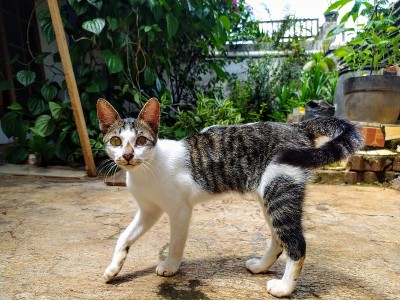 猫的肖像