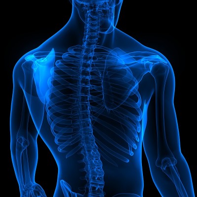 人体骨骼系统骨关节解剖学