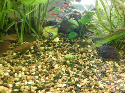 水族鱼类，鱼类学藻类