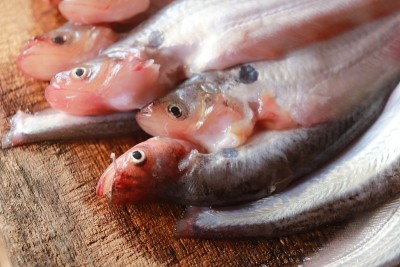 Assamese火鸡