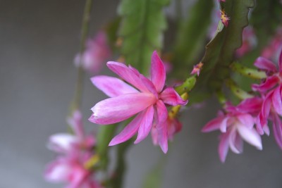 鼠尾仙人掌开花。