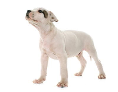 小狗美国斗牛犬
