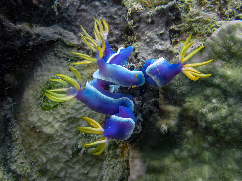 裸鳃海蛙的一群