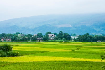 秋天的稻田景色