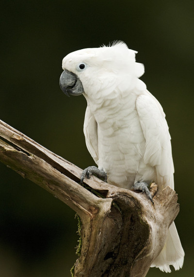 Umbrella Cockatoo (Cacatua alba)