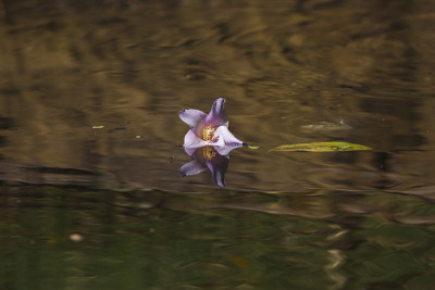 落在湖中的花
