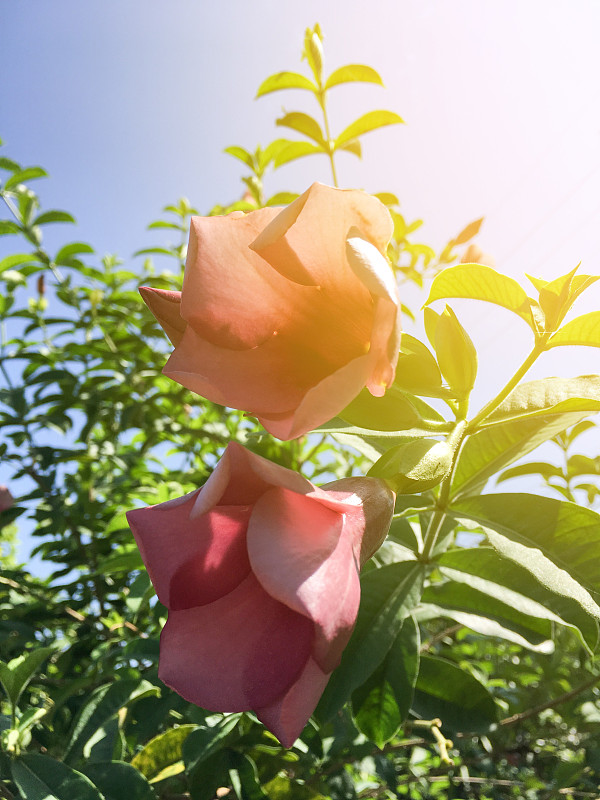 自然花园中的阿拉曼达花