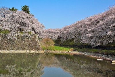日本爱知县名古屋城的一棵樱桃树