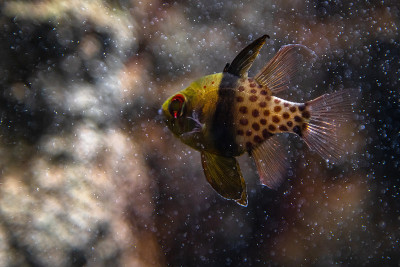 红雀-红雀科-红雀。水下的小型热带红衣主教鱼。在水族馆生意中很受欢迎。