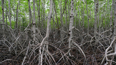 泰国Pranburi Prachuap Khiri Khan红树林中的一棵红树林。
