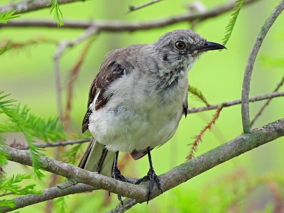 停在树枝上的北方嘲鸫(Mimus polyglottos)