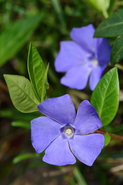 小长春花(小长春花)