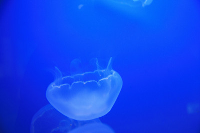 水母