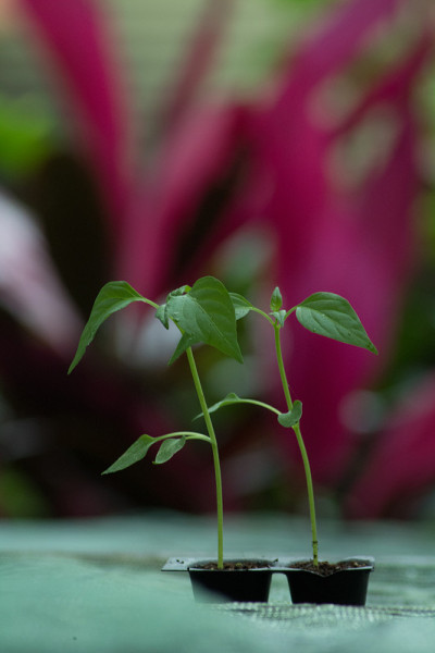 用种植袋种植蔬菜