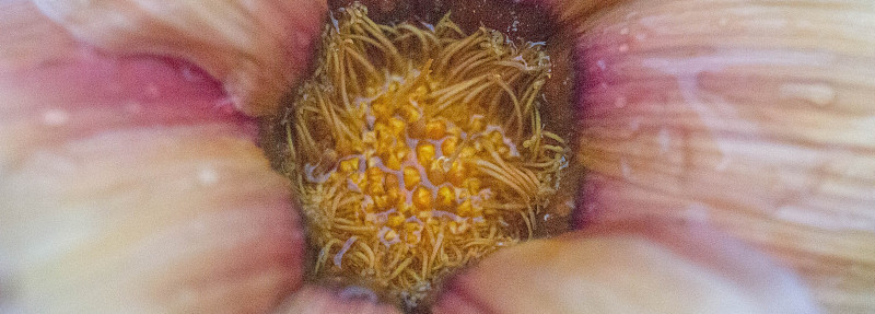 花中微小的种子