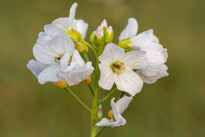 白花酢浆草(cardamine pratensis)