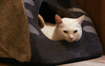 白色的猫在猫床房子
