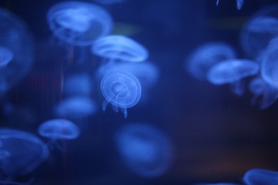 水母在黑光下发光