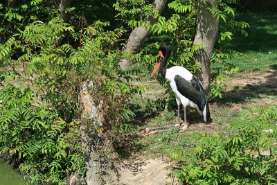坐鞍喙鹳(senegalensis Ephippiorhynchus)
