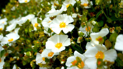 白岩蔷薇(Cistus hybridus)花
