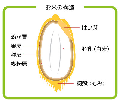日文版大米结构图谷壳糙米胚芽米糠白米糠层横截面图简单矢量日文版。大米结构图。稻壳。糙米。胚芽大米。白