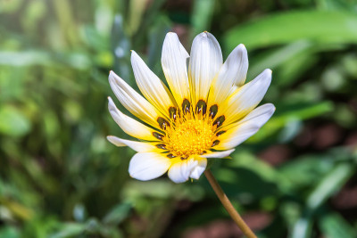 白色花园花牛蒡或骨木属植物，背景模糊。白色雏菊，或非洲雏菊