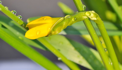 水仙花蕾
