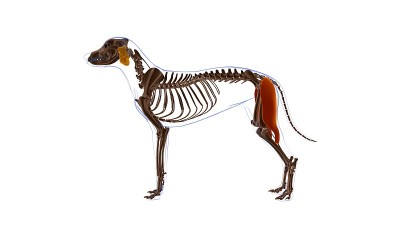 股二头肌为医学概念3D狗肌肉解剖