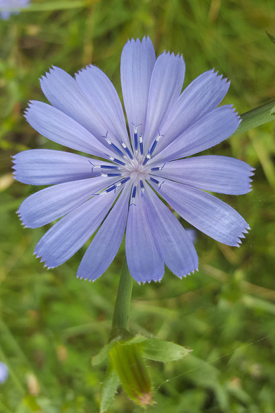 共同菊苣;花的特写
