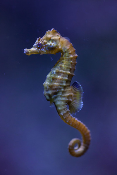 短吻海马(海马)。