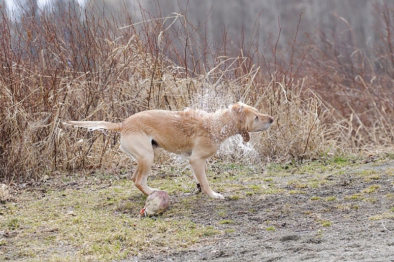 金毛犬抖掉多余的水分。