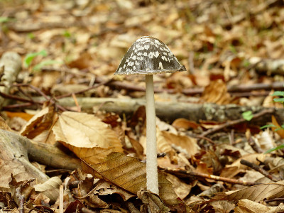 Coprinus Picaceus