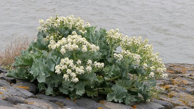 海甘蓝